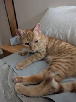 Rescue Domestic Short Hair and Extra Toes Cat Hemingway Polydactyl Cats for Adoption in Milltown, New Jersey - Marmalade (bonded To Creamsicle) | PetCurious