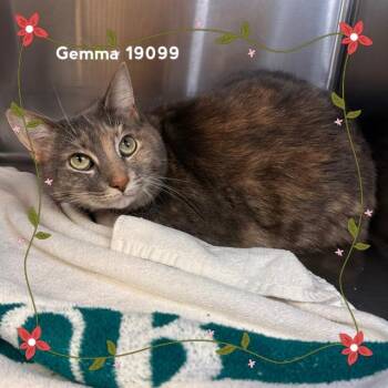 Domestic Short Hair Cats Available for Adoption in Marietta, Georgia - GEMMA | PetCurious