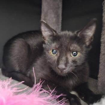 Cleocatra -  Domestic Short Hair Cat for Adoption in Gainesville, Florida - Cleocatra | PetCurious