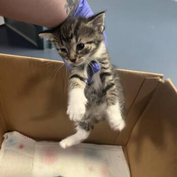 Yellow (Dump Truck) -  Domestic Short Hair Cat for Adoption in Greensboro, North Carolina - Yellow (Dump Truck) | PetCurious