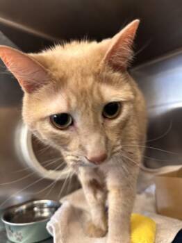 Mango -  Domestic Short Hair Cat for Adoption in Roseville, California - Mango | PetCurious