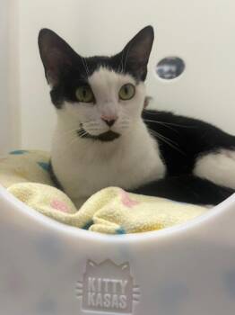 Domestic Short Hair Cats Available for Adoption in St. Cloud, Florida - Lucy | PetCurious