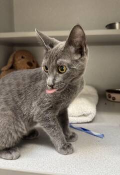 -Montana -  Russian Blue Cat for Adoption in Red Bluff, California - -Montana | PetCurious
