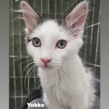 Yakko -  Domestic Long Hair Cat for Adoption in Santa Ana, California - Yakko | PetCurious
