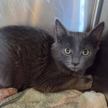 Ant -  Domestic Short Hair Cat for Adoption in Asheville, North Carolina - Ant | PetCurious
