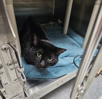 Rescue Domestic Short Hair Cats for Adoption in Webster, Massachusetts - Sebastian | PetCurious