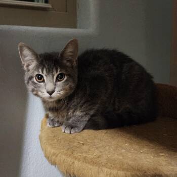 Rescue Domestic Short Hair Cats for Adoption in Williston, Florida - Tobi (Toebeans) | PetCurious