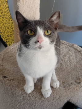 Rescue Domestic Short Hair Cats for Adoption in Montello, Wisconsin - Papita | PetCurious