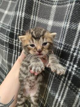 Miss Piggy -  Domestic Short Hair Cat for Adoption in Carthage, Missouri - Miss Piggy | PetCurious