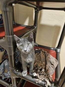 Domestic Short Hair Cats Available for Adoption in Pleasanton, California - Sam | PetCurious