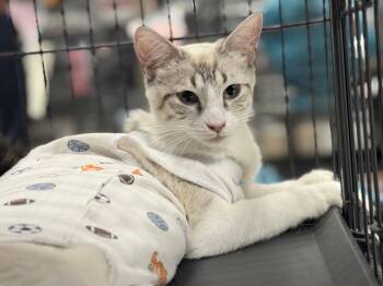Madame Wong -  Siamese Cat for Adoption in San Juan Capistrano, California - Madame Wong | PetCurious