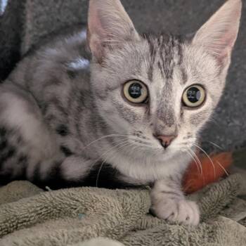 Pisa -  Domestic Short Hair Cat for Adoption in Buchanan Dam, Texas - Pisa | PetCurious