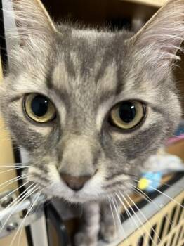 Dexter -  Domestic Medium Hair Cat for Adoption in Dayton, Minnesota - Dexter | PetCurious