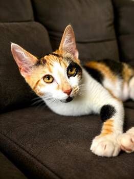 Sassyfrass -  Domestic Short Hair Cat for Adoption in Sebastian, Florida - Sassyfrass | PetCurious