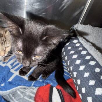 Rex -  Domestic Short Hair Cat for Adoption in Port Charlotte, Florida - Rex | PetCurious