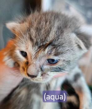 Peaches -  Tabby Cat for Adoption in Kennewick, Washington - Peaches | PetCurious