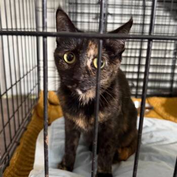 Domestic Short Hair Cats Available for Adoption in Watertown, New York - Boo | PetCurious