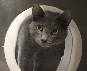 Rescue Domestic Short Hair Cats for Adoption in Raleigh, North Carolina - Tobias | PetCurious