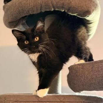 Jim C12220 -  Domestic Short Hair Cat for Adoption - Jim C12220 | PetCurious