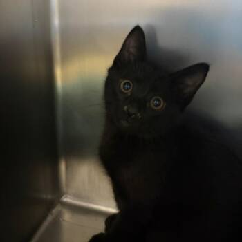 Sleepy -  Domestic Short Hair Cat for Adoption in Council Bluffs, Iowa - Sleepy | PetCurious