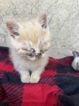 CLAUDIUS -  Domestic Short Hair Cat for Adoption in Oklahoma City, Oklahoma - CLAUDIUS | PetCurious
