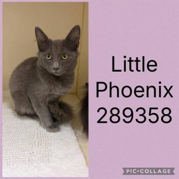 LITTLE PHOENIX -  Domestic Short Hair Cat for Adoption in Macon, Georgia - LITTLE PHOENIX | PetCurious
