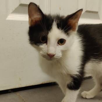 Joey -  Domestic Short Hair Cat for Adoption in Silver Spring, Maryland - Joey | PetCurious