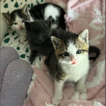 Pesto -  Domestic Short Hair Cat for Adoption in Layton, Utah - Pesto | PetCurious