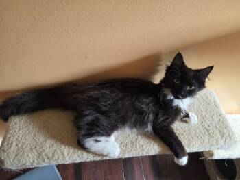 Domestic Long Hair Cats Available for Adoption - Captain Precious | PetCurious