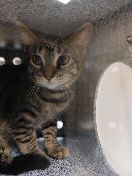 Tofu -  Domestic Short Hair Cat for Adoption in Greenfield, Indiana - Tofu | PetCurious