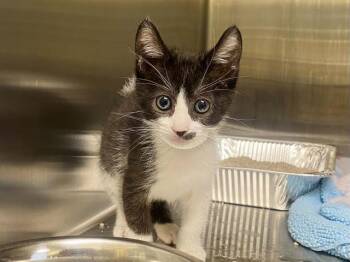 SOUP -  Domestic Short Hair Cat for Adoption in Tustin, California - SOUP | PetCurious
