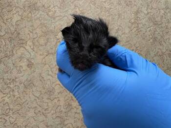 Domestic Short Hair Cats Available for Adoption - SOPHIE | PetCurious