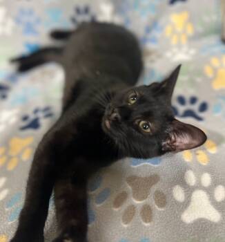 Rescue Domestic Short Hair Cats for Adoption in Corpus Christi, Texas - Yang | PetCurious