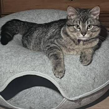 Domestic Short Hair Cats Available for Adoption - Goblin | PetCurious