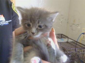 CANARY -  Domestic Short Hair Cat for Adoption in Sacramento, California - CANARY | PetCurious