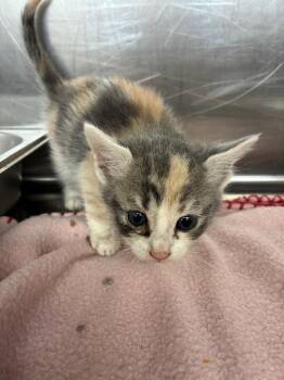 Domestic Short Hair Cats Available for Adoption in Hartsville, South Carolina - Angel | PetCurious