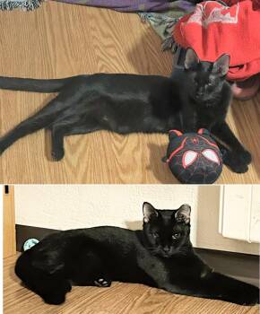 Rescue Domestic Short Hair Cats for Adoption in Melrose, Massachusetts - Itsy And Bitsy | PetCurious