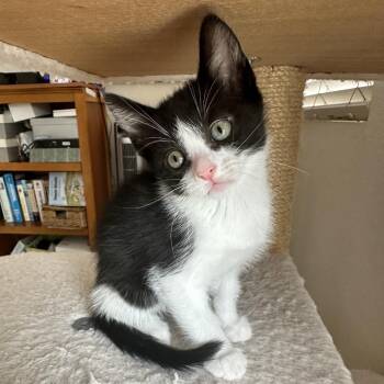 Cufflink -  Domestic Short Hair Cat for Adoption in Elfin Forest, California - Cufflink | PetCurious