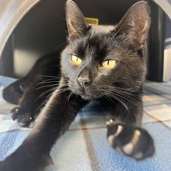 George -  Domestic Short Hair Cat for Adoption in Fort Wayne, Indiana - George | PetCurious