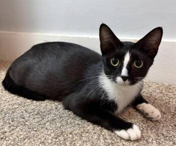 OCEAN -  Domestic Short Hair Cat for Adoption in Fort Wayne, Indiana - OCEAN | PetCurious