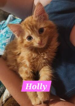 Holly -  Domestic Long Hair Cat Available for Adoption in Mckinney, Texas - Holly | PetCurious