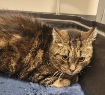 Rescue Domestic Short Hair Cats for Adoption in Sheboygan, Wisconsin - Nika | PetCurious