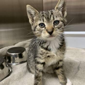 Domestic Short Hair Cats Available for Adoption in Morganton, North Carolina - Thing 2 | PetCurious