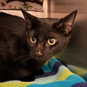 Stark -  Domestic Short Hair Cat for Adoption in Council Bluffs, Iowa - Stark | PetCurious