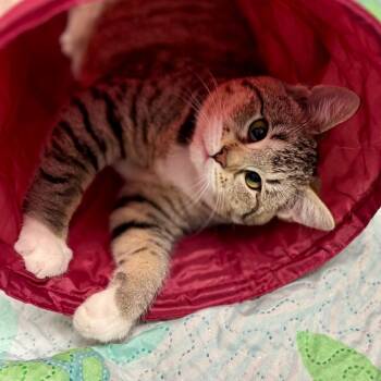 Domestic Short Hair Cats Available for Adoption in Westhampton, New York - Jackey Luna | PetCurious