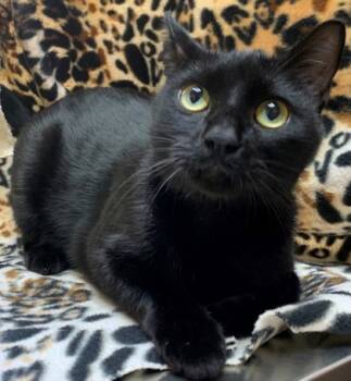Rescue Domestic Short Hair Cats for Adoption in Tyler, Texas - Mayflower-5636 | PetCurious