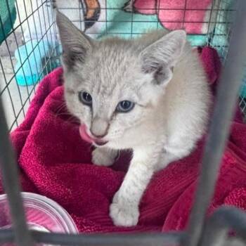 Domestic Short Hair Cats Available for Adoption - Croissant | PetCurious