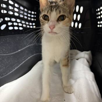 Chatty Cathy -  Tabby and Domestic Short Hair Cat for Adoption in Columbia, South Carolina - Chatty Cathy | PetCurious