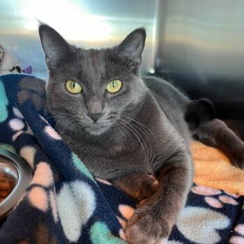 Rescue Domestic Medium Hair Cats for Adoption in Matteson, Illinois - Stormy | PetCurious