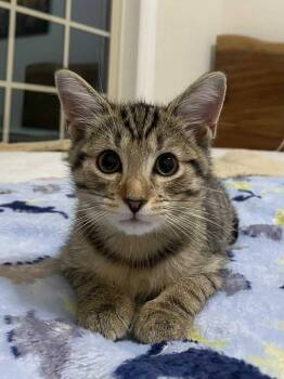 Rescue Domestic Short Hair Cats for Adoption in Sterling, Virginia - Mountain Minis:  Brooks | PetCurious